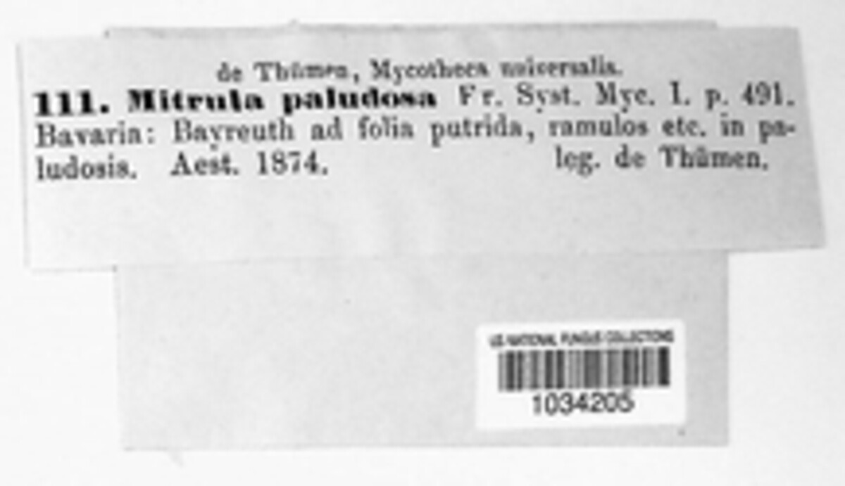 Mitrula paludosa image